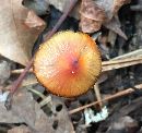 Hygrocybe conica image