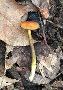 Hygrocybe conica image