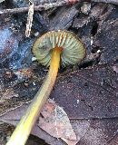 Hygrocybe conica image