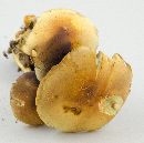 Hypholoma fasciculare image