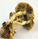 Hypholoma fasciculare image