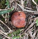 Zelleromyces cinnabarinus image