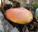 Hygrocybe punicea image