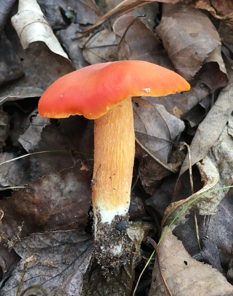 Hygrocybe punicea image