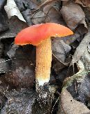 Image of Hygrocybe punicea