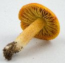 Hygrocybe punicea image