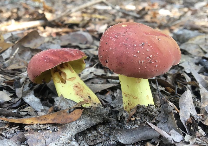 Boletus roodyi image