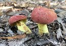 Boletus roodyi image