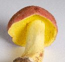 Boletus roodyi image