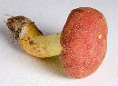 Boletus roodyi image