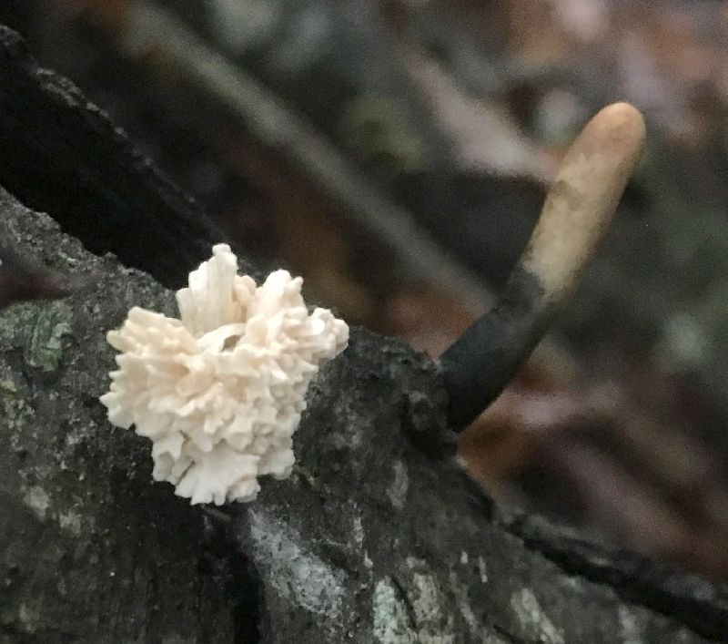 Xylaria cubensis image