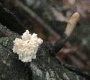 Xylaria cubensis image