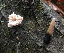 Xylaria cubensis image