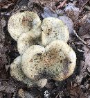 Lactarius atroviridis image