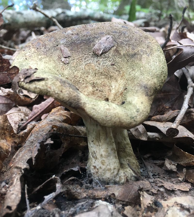 Lactarius atroviridis image