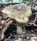 Lactarius atroviridis image