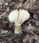 Lactarius atroviridis image