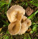 Hygrocybe caespitosa image