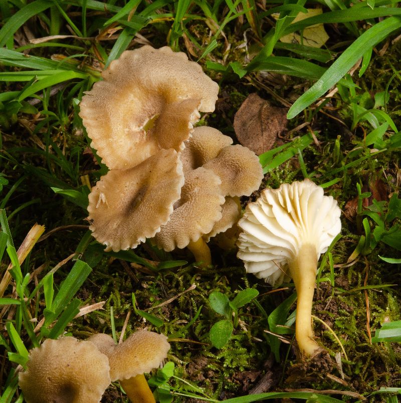 Hygrocybe caespitosa image