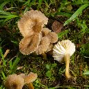 Image of Hygrocybe caespitosa