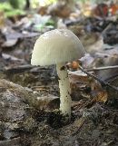 Amanita farinosa image