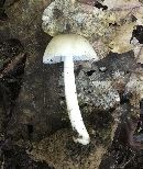 Amanita farinosa image