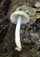 Amanita farinosa image