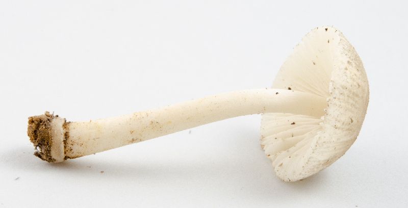 Amanita farinosa image