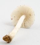 Amanita farinosa image