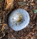 Lactarius indigo image