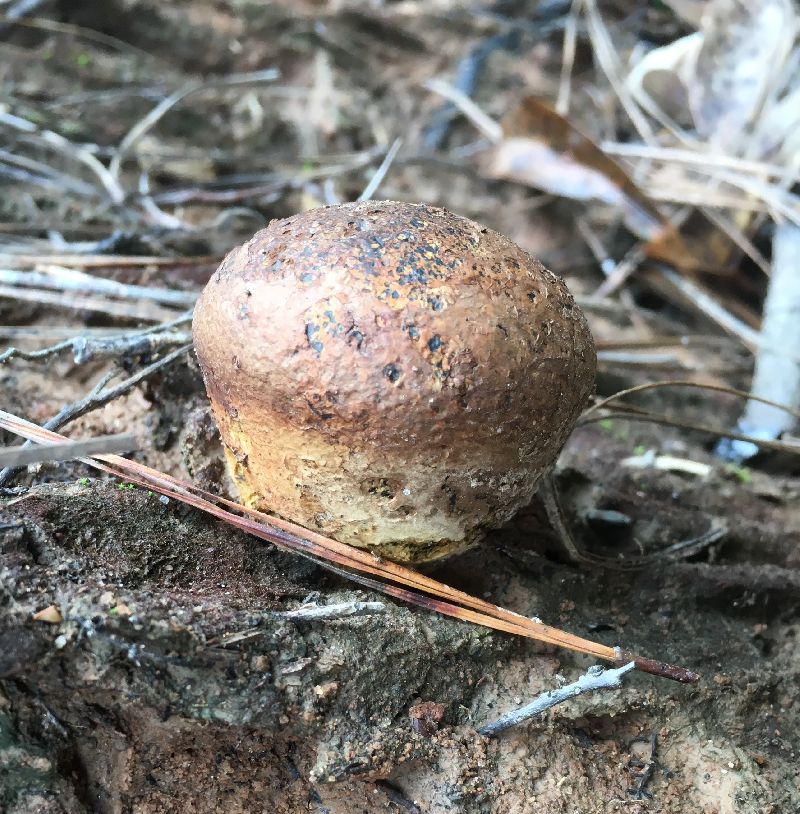 Sclerodermataceae image