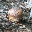 Pisolithus arhizus image