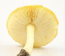 Amanita wellsii image