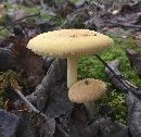 Amanita wellsii image