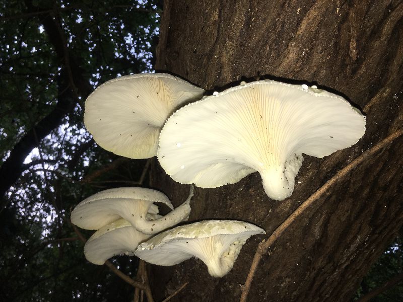 Lentinus levis image