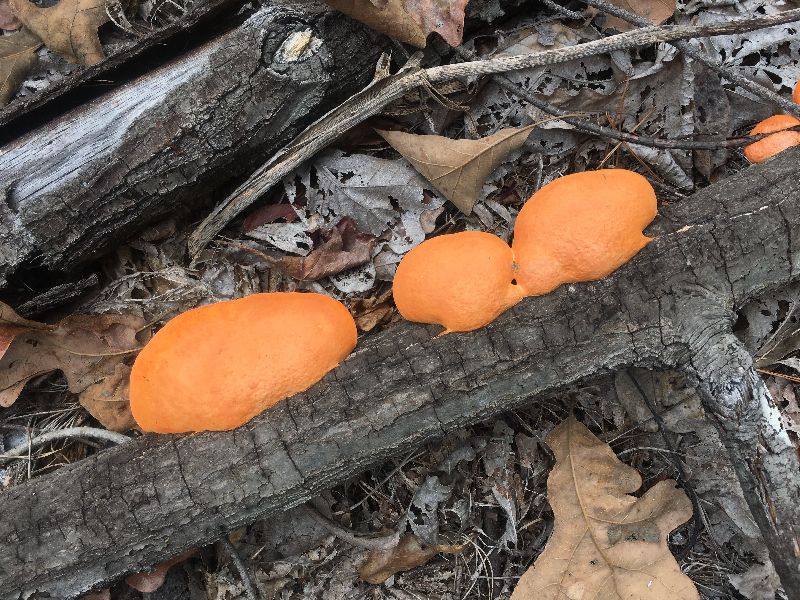 Pycnoporus cinnabarinus image