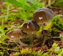 Image of Hygrocybe irrigata