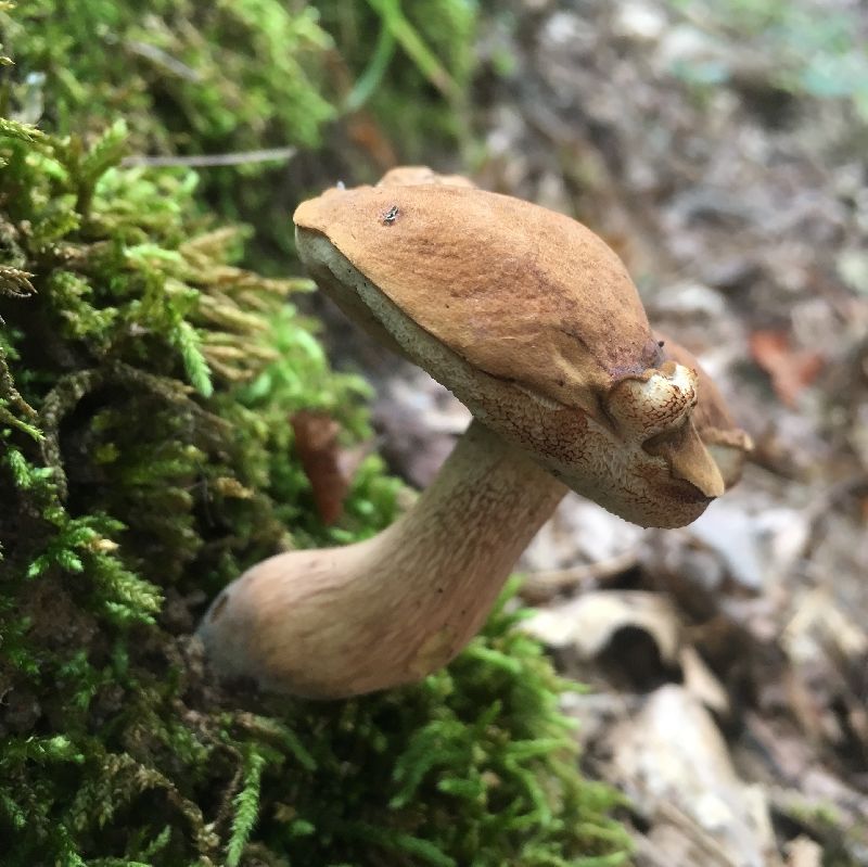 Tylopilus felleus image