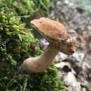 Image of Tylopilus felleus