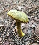 Retiboletus ornatipes image