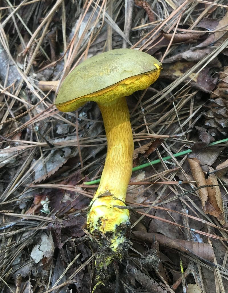 Retiboletus ornatipes image