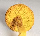 Retiboletus ornatipes image