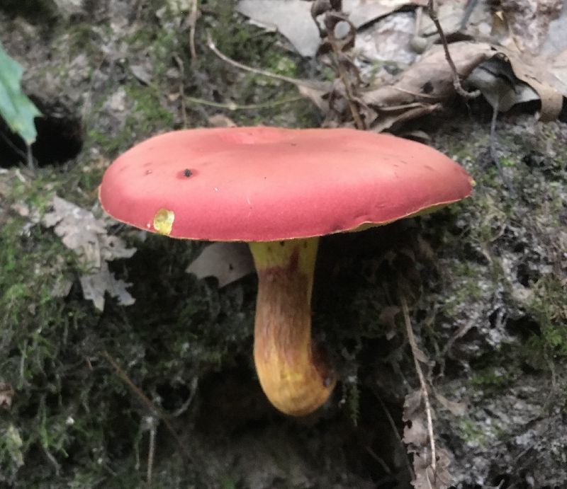 Boletus roodyi image