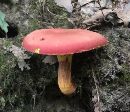 Image of Boletus roodyi