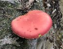 Boletus roodyi image