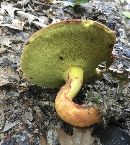 Boletus roodyi image