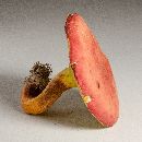 Boletus roodyi image