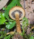 Image of Psathyrella lacrymabunda