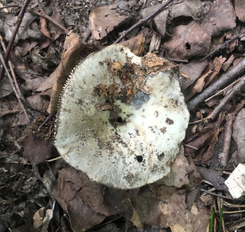 Russula albonigra image