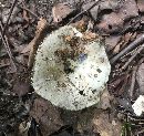 Russula albonigra image